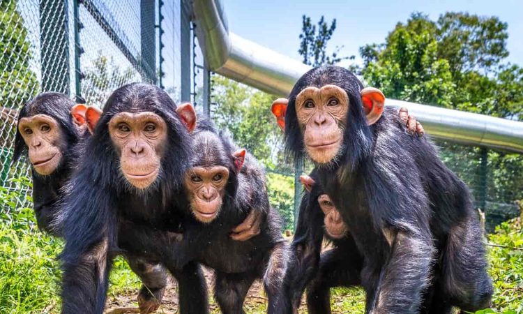 3 Days Lwiro Chimpanzee Trekking Safari