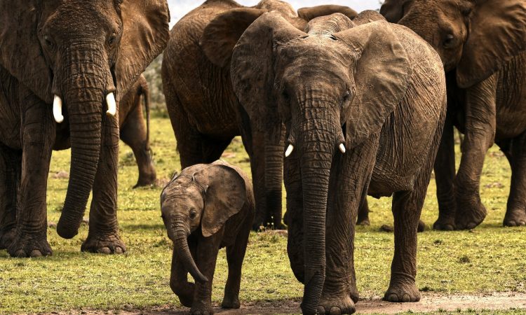 3 Days Maasai Mara Budget Safari Tour