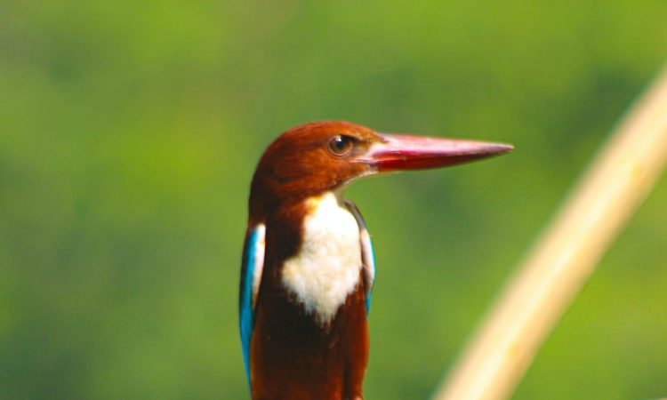 3-Day Bird Watching Tour in Nyungwe Forest, Rwanda