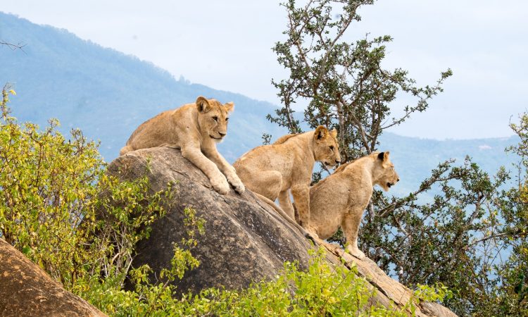 3 Days Tsavo Wildlife Safari