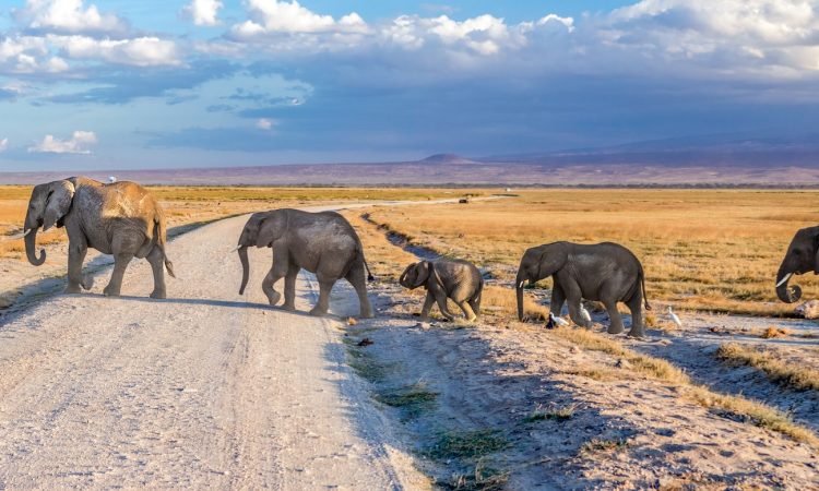 3 days Amboseli NP wildlife safari