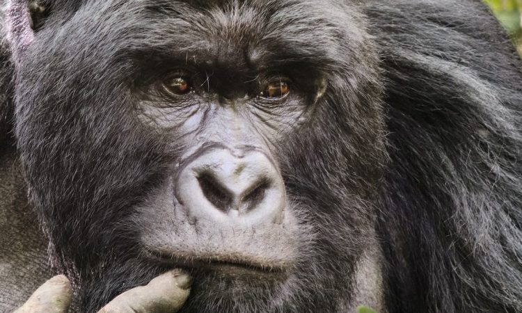 5 Days Virunga Gorilla Safari & Mount Karisimbi Hiking