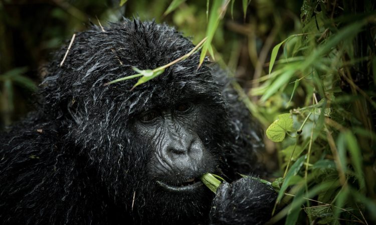 Uganda Gorilla Safari