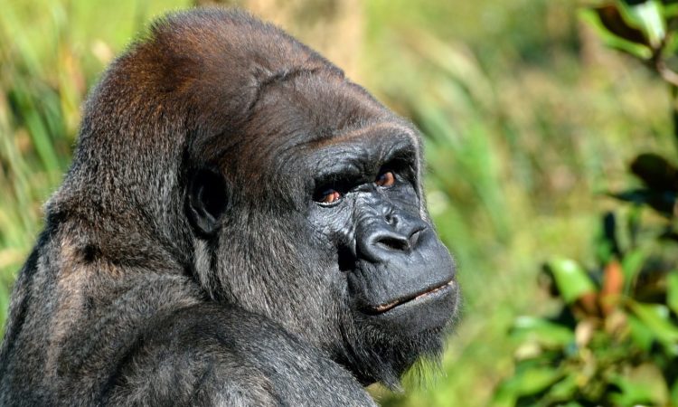 7 Days Congo Lowland Gorilla Trekking & Maasai Mara Wildlife Safari
