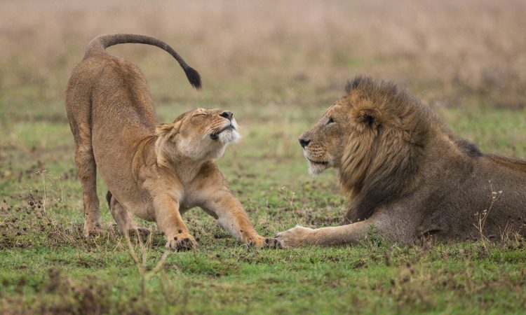 Budget Safari Holidays in Rwanda