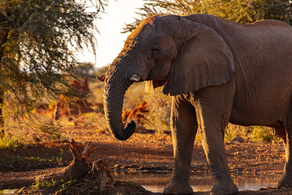 Botswana & Namibia's Big 5 Tour 10Day Wildlife Safari