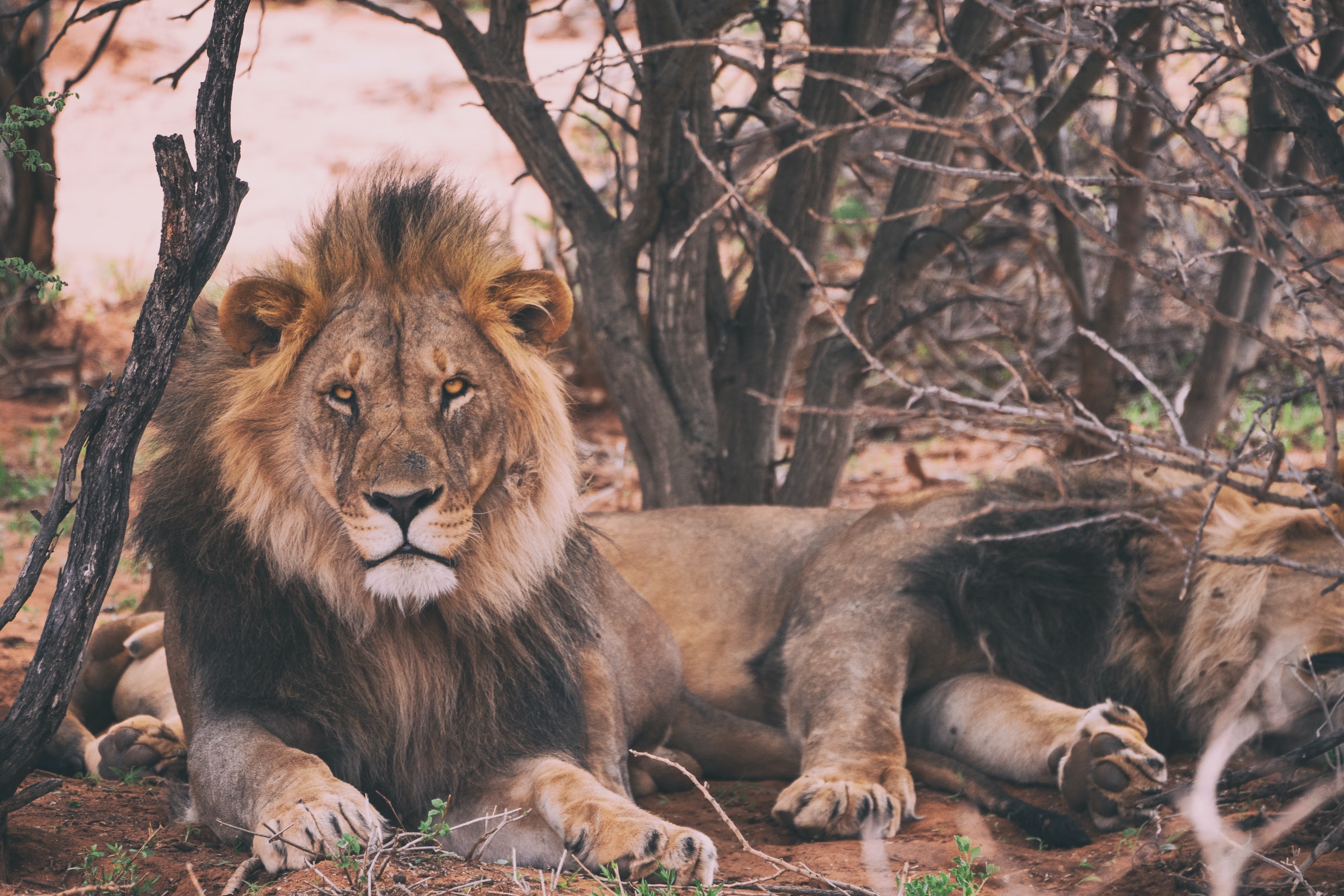Botswana & Namibia's Big 5 Tour 10Day Wildlife Safari