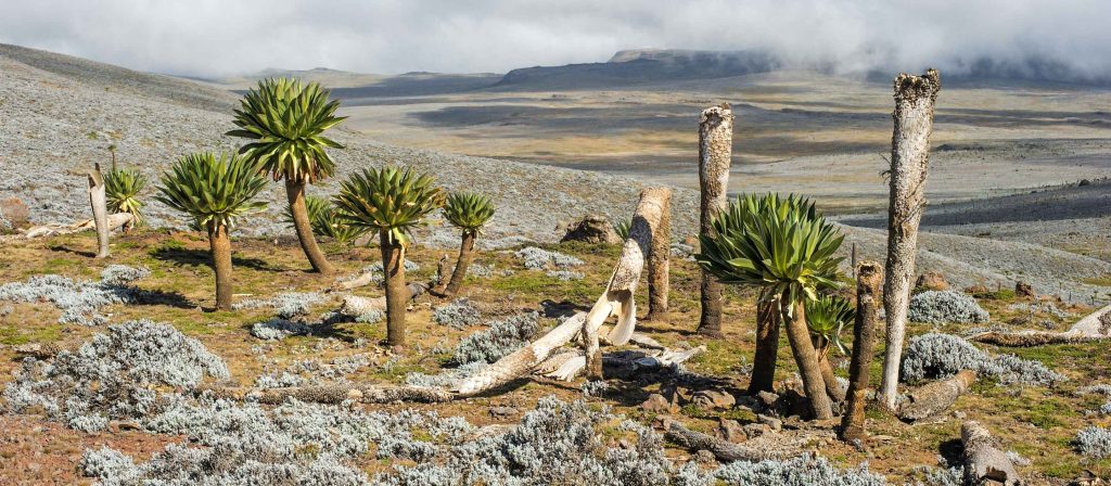 10-Day Trekking Adventure in the Bale Mountains of Ethiopia