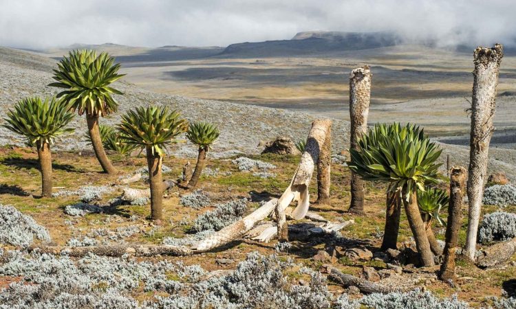 10-Day Trekking Adventure in the Bale Mountains of Ethiopia