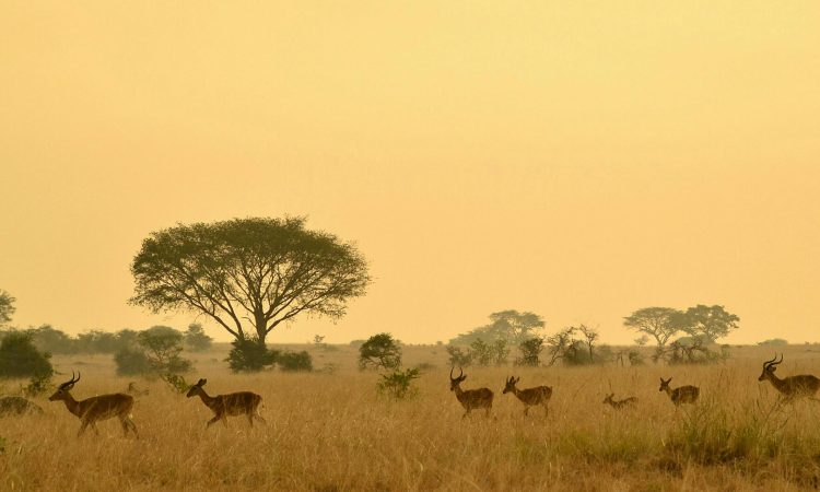 Top Things to See & Do in Murchison Falls National Park