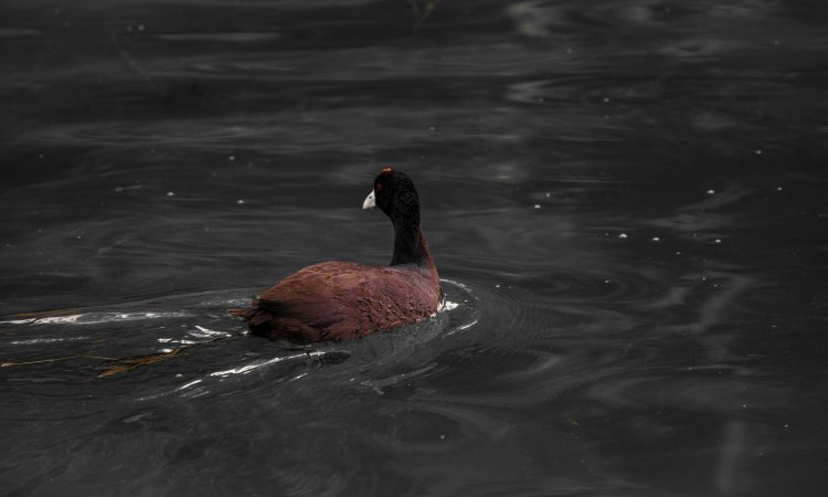 12-Day Ethiopian Bird-watching Expedition - A Birder's Paradise