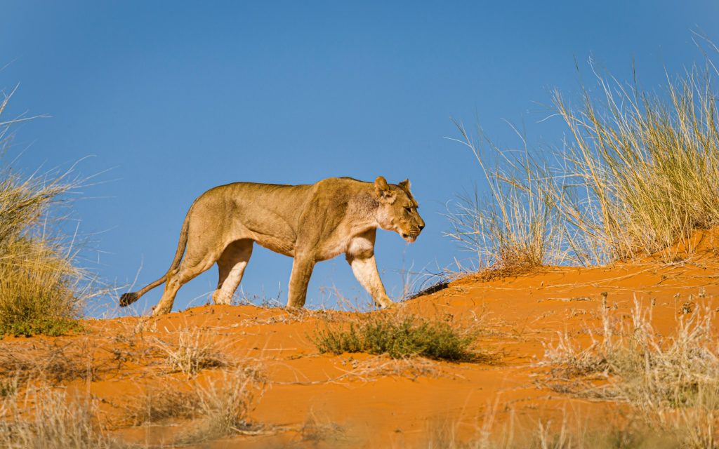 10-Day Rwanda Safari Highlights