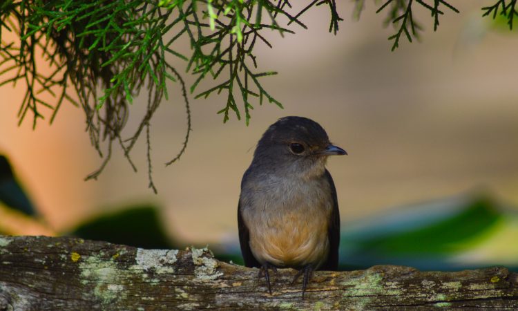 12 Days of Birding and Gorilla Trekking | Rwanda Safari