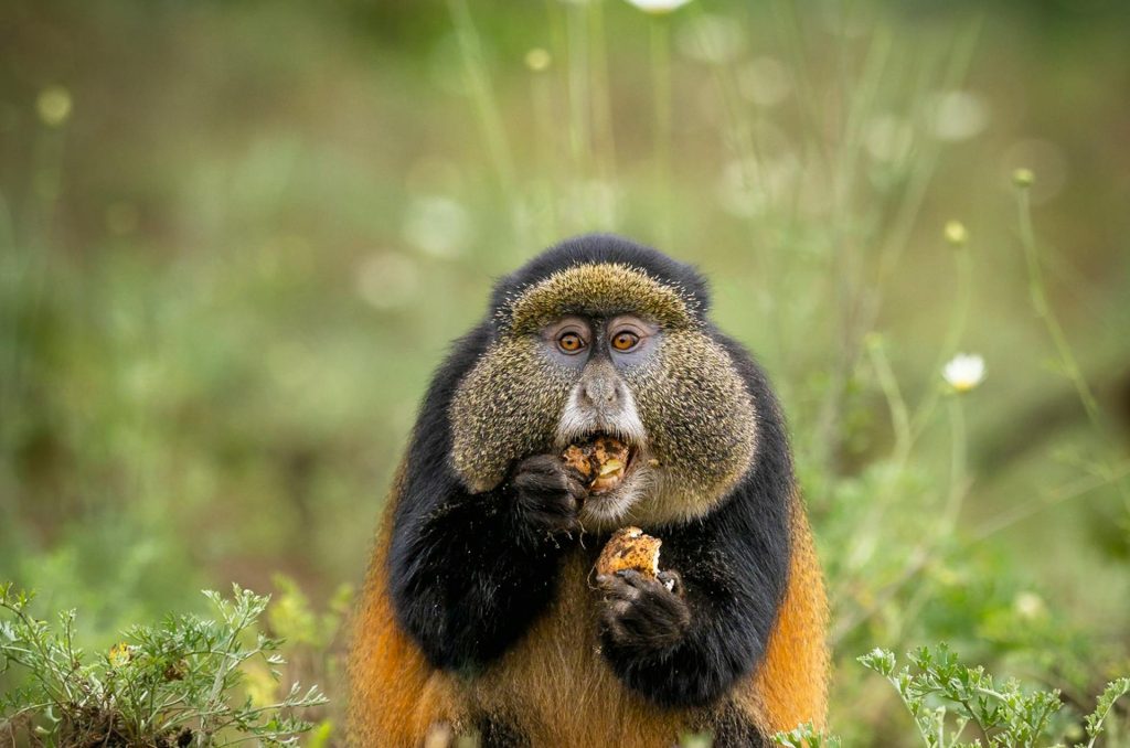 15-Day East Africa Safari