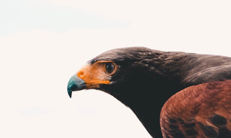 16-Day Explore Rwanda Birding and Wildlife Adventure Tour