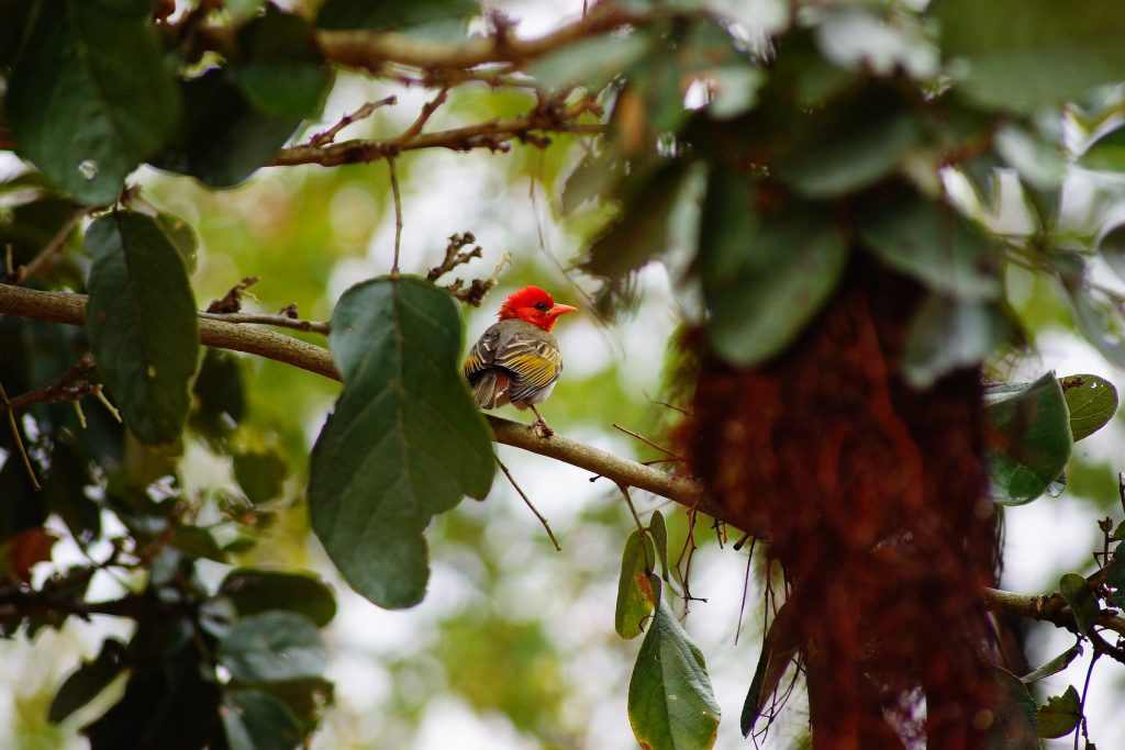 18-Day Birding Safari - Exploring Uganda's Avian Paradise