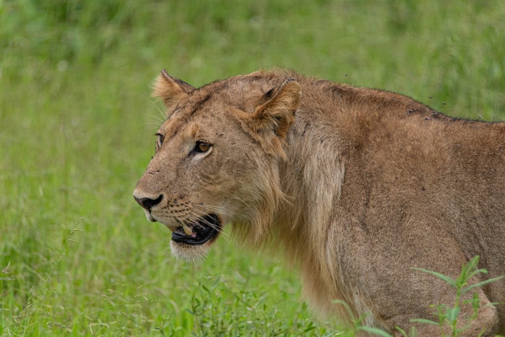 5-Day Akagera Safari Highlights