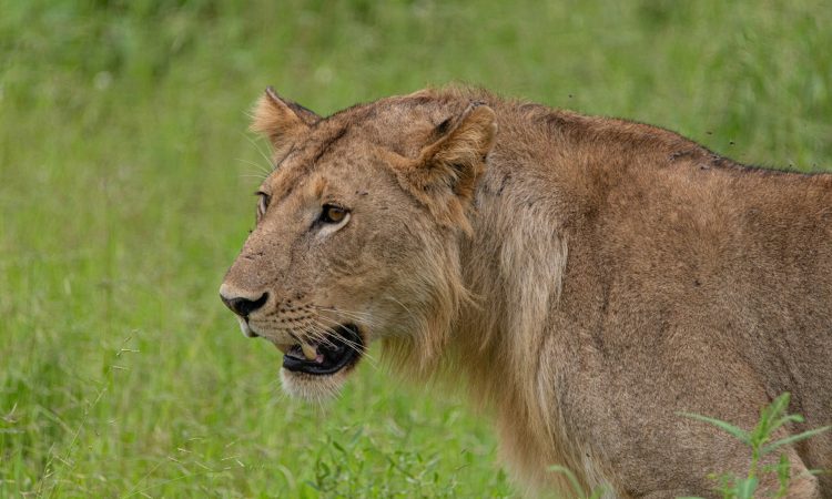 Detailed 3-Day Rwanda Safari Itinerary