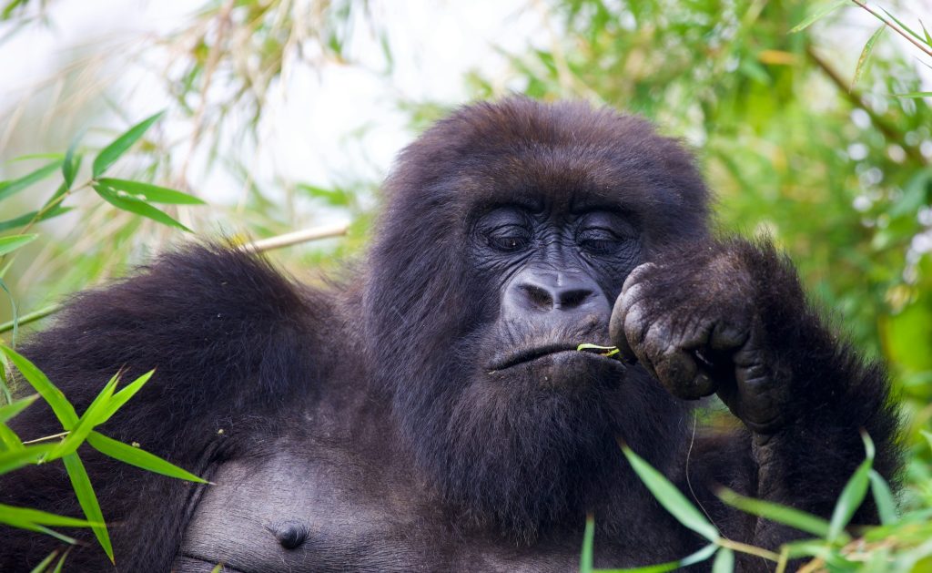 2-Day Bwindi Gorilla Trekking from Kigali in Rwanda