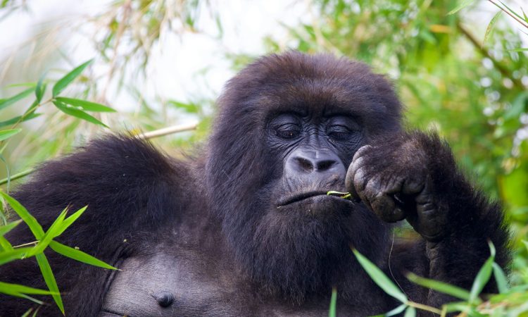 Primate Trekking in Uganda