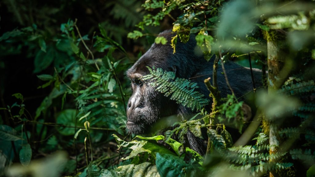 2-Day Kigali to Bwindi Gorilla Tour