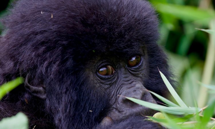 Top Things to Do in Rwanda - Gorillas, National Parks & Cultural Experiences