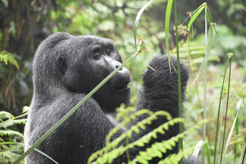 2 Days Bwindi Gorilla Trekking from Kigali in Rwanda