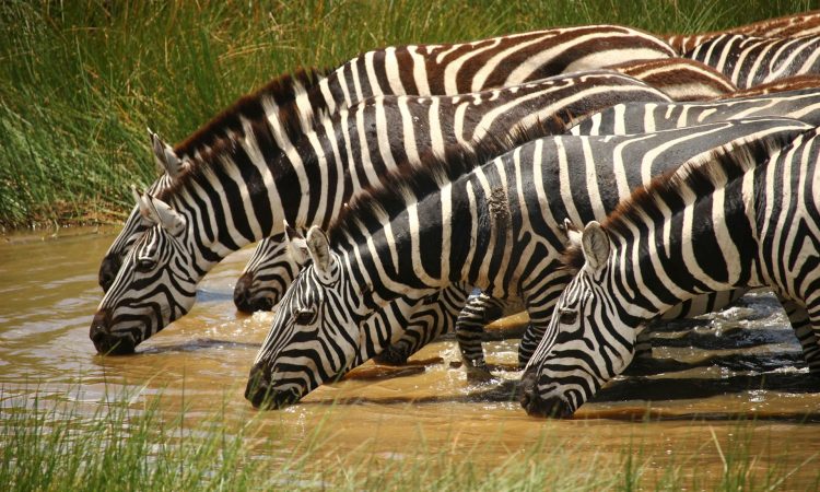 Detailed 2-Day Akagera Safari Itinerary