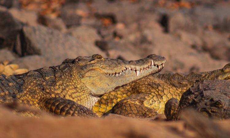 3-Day Awash National Park Safari - Wildlife and Scenic Beauty