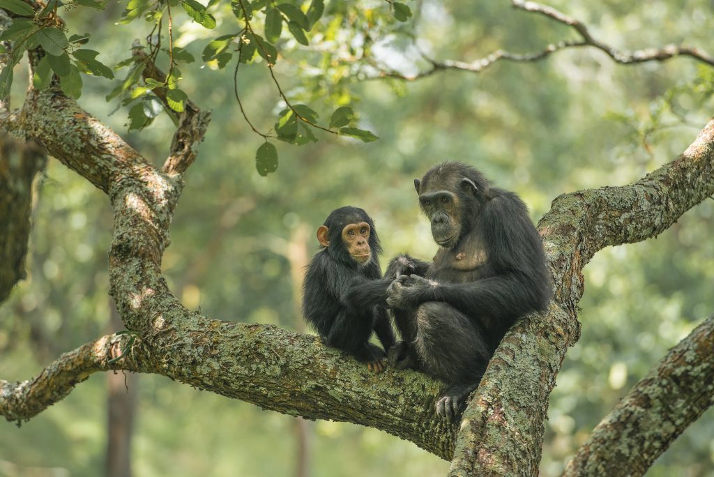 Chimpanzee Trekking vs. Chimpanzee Habituation