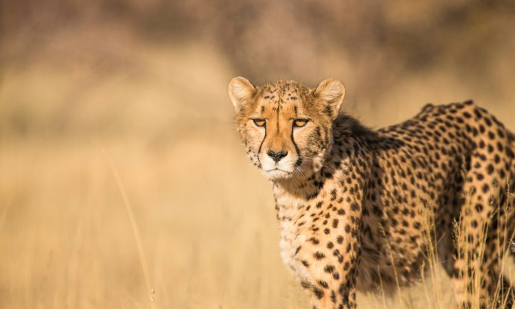 3-Day Kidepo National Park Flying Safari