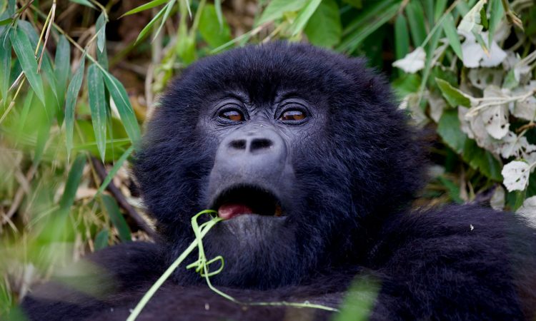 Detailed 4-Day Rwanda Tour Itinerary