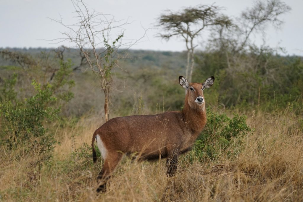 2 Days Lake Mburo National Park Wildlife Safari Tour Uganda