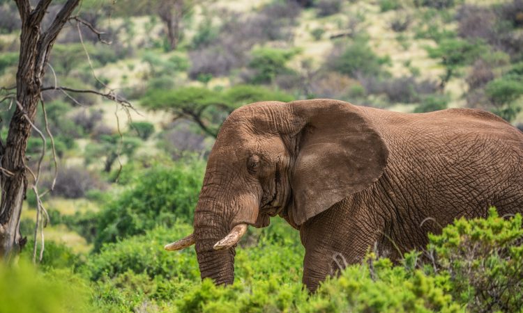 3 Days Samburu Wildlife Safari