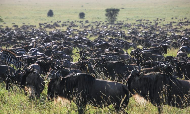 3-Day Serengeti Migration Tour