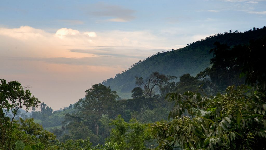 1999 Bwindi Massacre - Tragic Attack on Tourists in Uganda's National Park