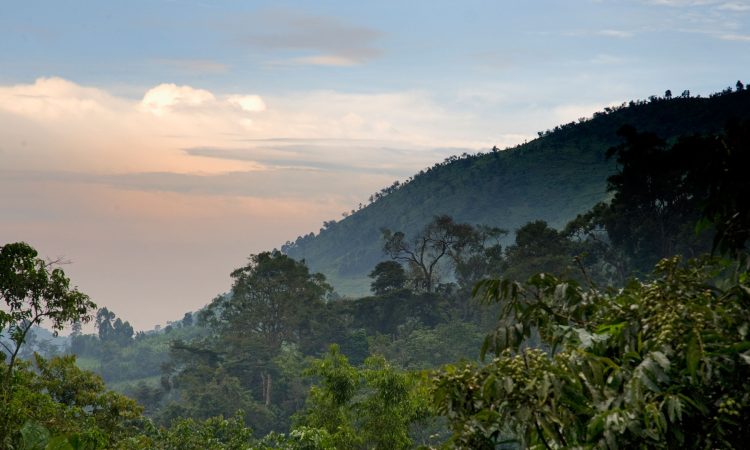 Top 10 Activities in Bwindi Impenetrable National Park - An Adventure Guide