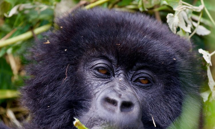 3 Days Uganda Gorilla Trek & Budget Hiking in Bwindi Impenetrable Forest
