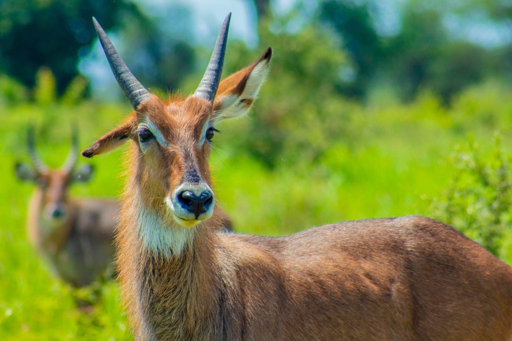 35 Days Grand Uganda Safari including all Circuits and Destinations