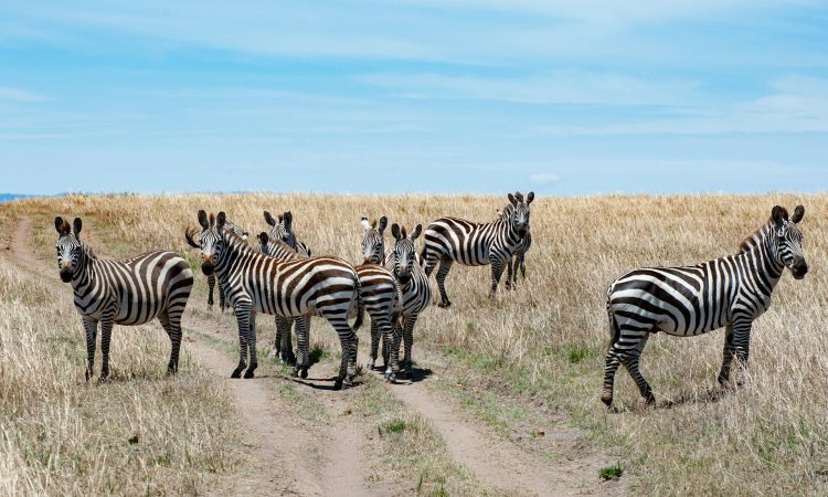 4-Day Masai Mara & Lake Nakuru Safari in Kenya