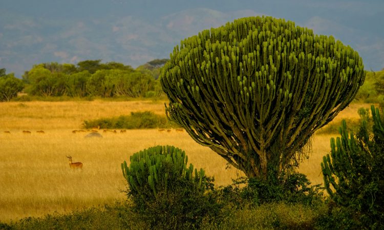 Queen Elizabeth National Park