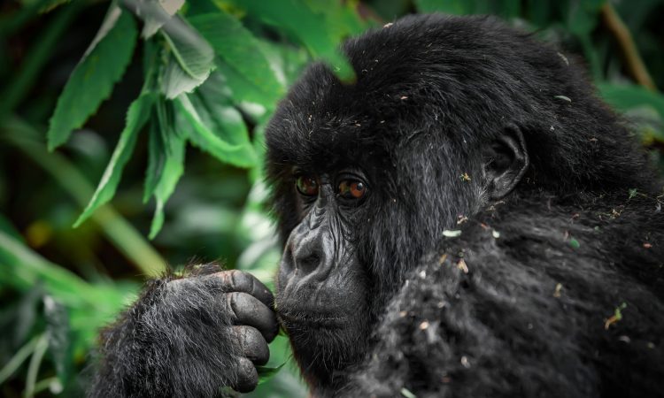 Gorilla Experiences - Types of Gorilla Tours in Africa