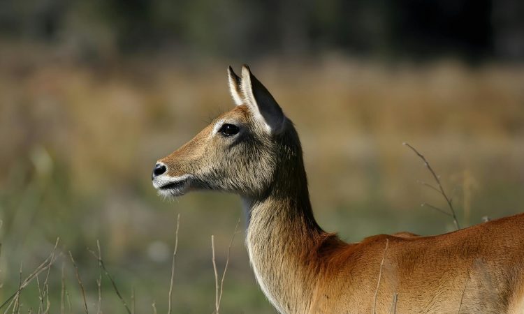 3 Days Lake Mburo National Park Wildlife Safari Tour Uganda