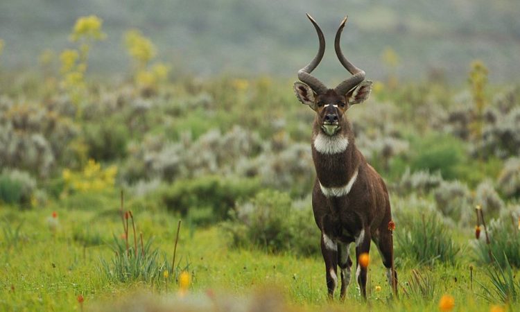 4-Day Wildlife Safari in Ethiopia's Bale Mountains National Park