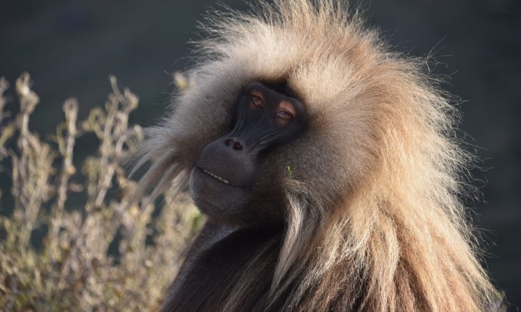 4-Day Wildlife Safari in the Simien Mountains - Nature's Splendor