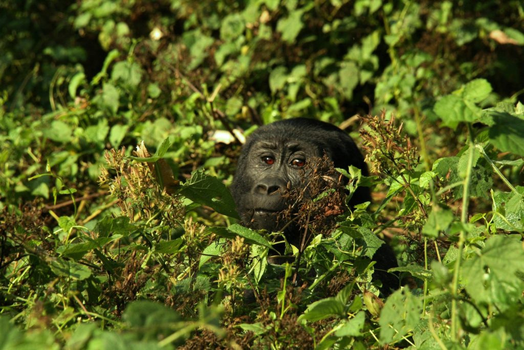 4-Day Uganda Tour - Double Gorilla Trekking in Bwindi Impenetrable Forest