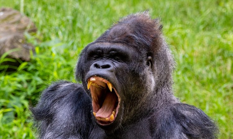 4 Days Congo Lowland Gorilla Trekking & Lwiro Chimpanzee Visit
