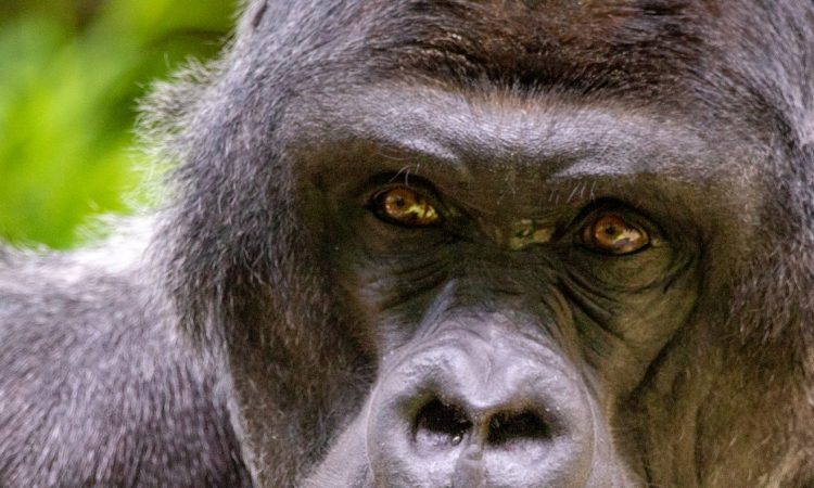 4 Days Congo Lowland Gorillas & Rwanda Chimpanzee Trekking