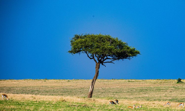 4 Days Maasai Mara Wildlife Safari Tour