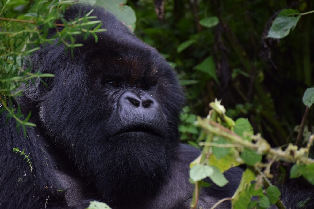4 Days Rwanda Double Gorilla Trekking Tour (2 Gorilla Treks)